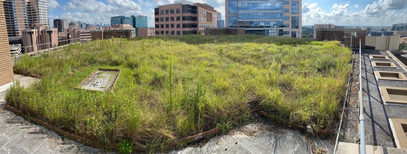 SPH Green Roof